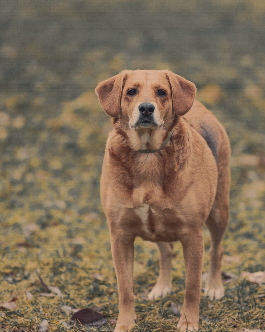 Elderly pets