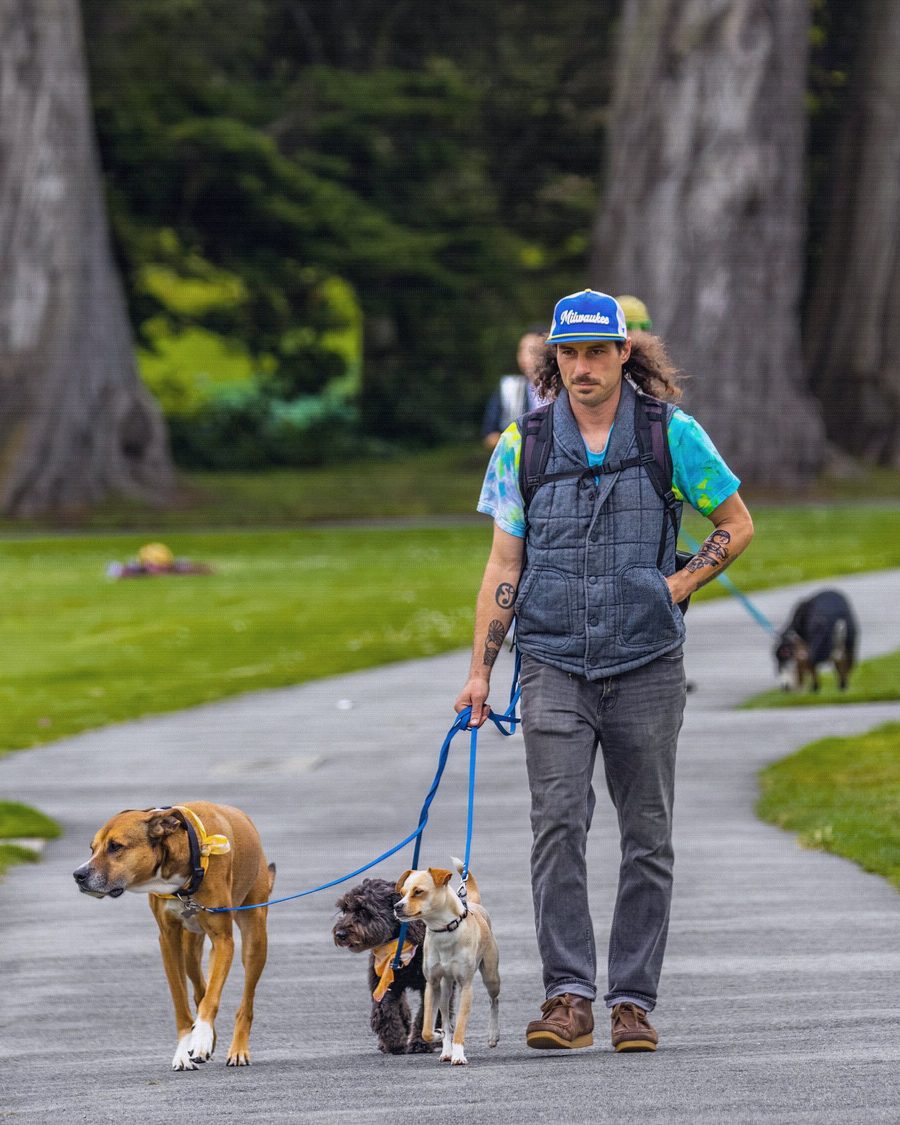 Active dogs