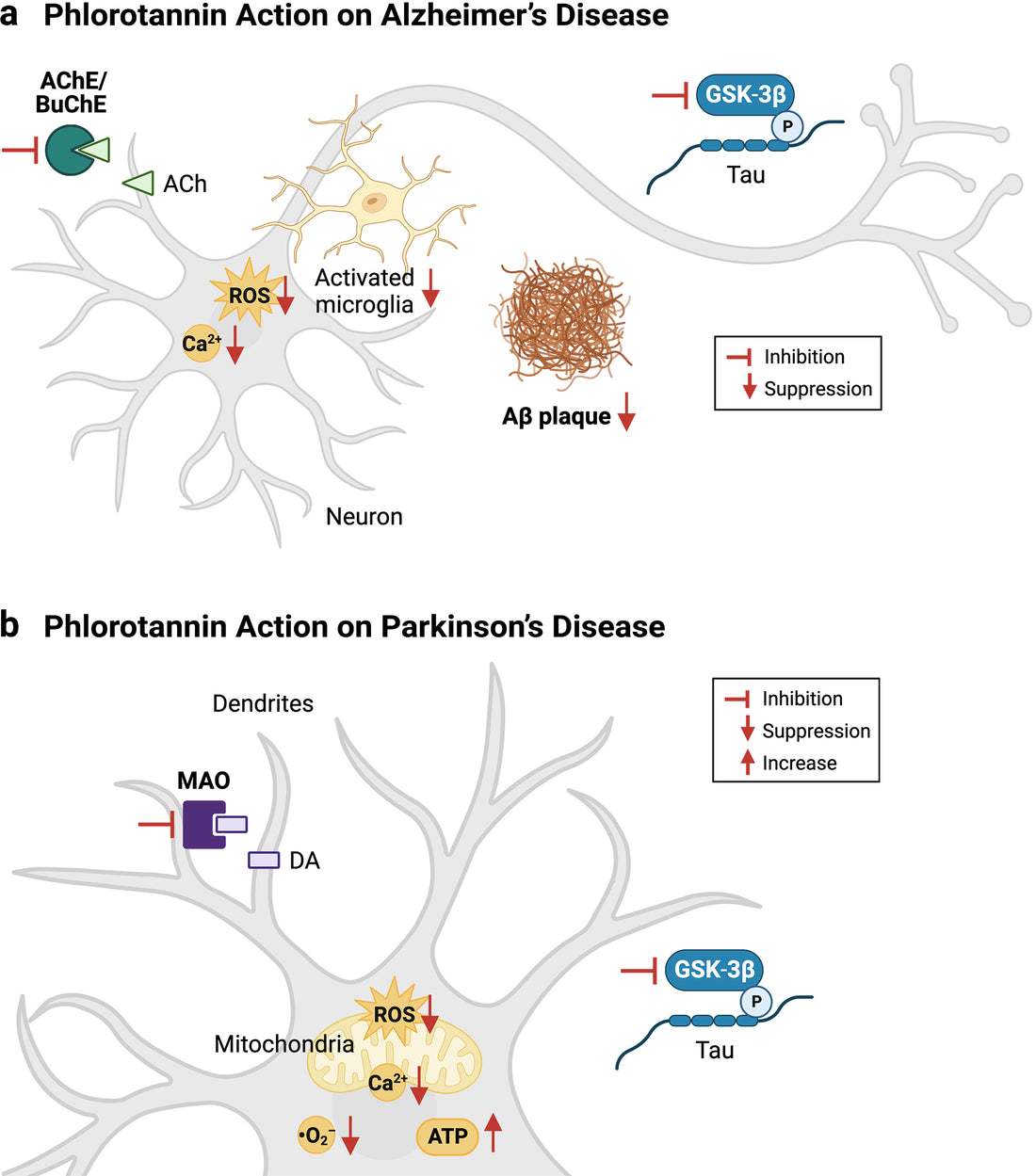 [SCIENCE] How Do Sea Polyphenols Affect the Brain?