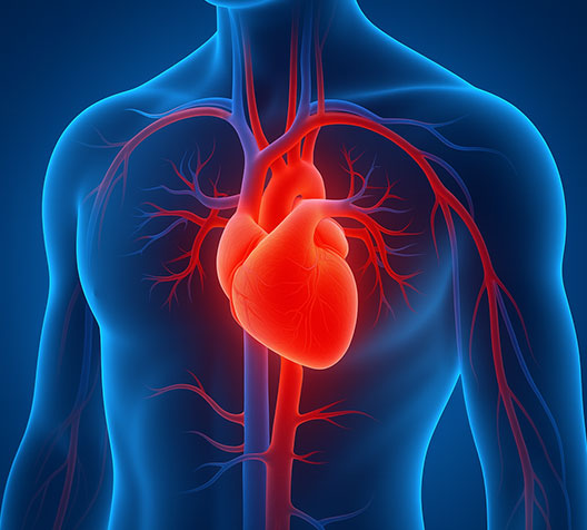 심장 혈류 및 대사 기능 향상