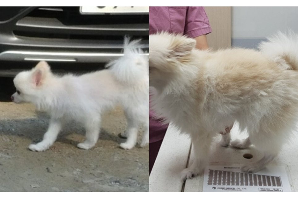 Back coat, before and 4 months later