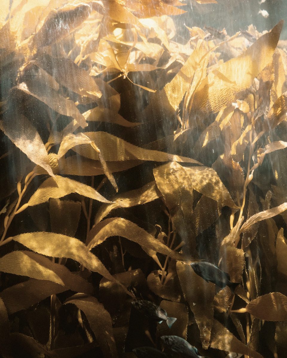 A golden kelp forest standing vertically in sunlit underwater light.